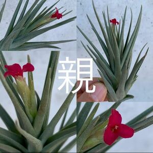  last Tillandsia hyb 'Holms alberose' (albertiana x roseiflora)ti Ran jia hybrid ( succulent plant chi Ran jia air plant )