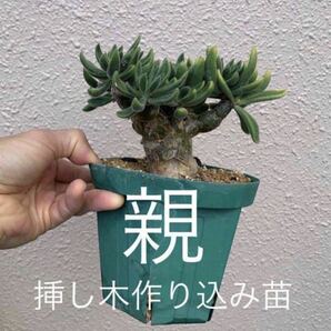 Tylecodon leucothrix 挿し木 チレコドン レウコスリクス 挿し木もよく太ります（多肉植物 観葉植物 塊根植物 コーデックス ）の画像1