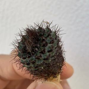 超小型のサボテンFrailea atrobella VOS 322フライレア アトロベラ国内実生 抜き苗(多肉植物 観葉植物 南米種)