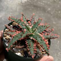 06 Aloe hybアロエ ハイブリッド（多肉植物 観葉植物 hybrid）_画像4