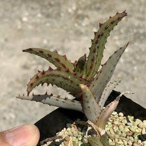 06 Aloe castilloniae hyb アロエ カスティロニアエハイブリッド ノーマルタイプ×強棘タイプ（多肉植物 観葉植物 hybrid）