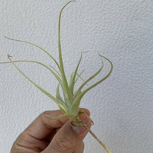 Tillandsia humilis ティランジア フミリス （多肉植物 観葉植物 チランジア エアープランツ ）の画像3