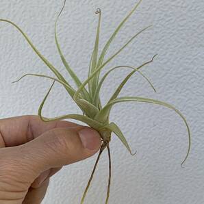 Tillandsia humilis ティランジア フミリス （多肉植物 観葉植物 チランジア エアープランツ ）の画像5