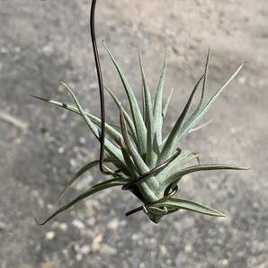 Tillandsia aeranthos var. alba ティランジア アエラントス アルバ（多肉植物 観葉植物 チランジア エアプランツ エアープランツ ）の画像8