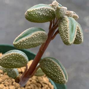 Peperomia maijeri San Marcos ペペロミア マイジェリ 枝差し（多肉植物 観葉植物 塊根植物 コーデックス ）