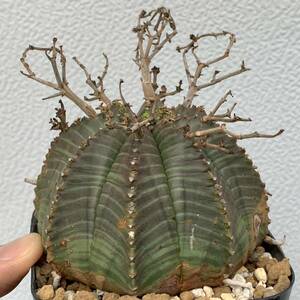 05 Euphorbia valida ユーフォルビア バリダ 実生（多肉植物 観葉植物 塊根植物 コーデックス ）