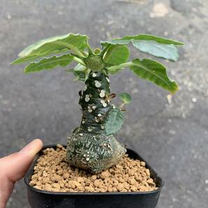 03 Dorstenia sp. lav 23457 ドルステニア 未同定種 実生（多肉植物 観葉植物 塊根植物 コーデックス ）の画像2