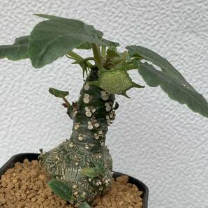 03 Dorstenia sp. lav 23457 ドルステニア 未同定種 実生（多肉植物 観葉植物 塊根植物 コーデックス ）の画像10