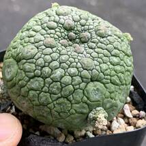 Pseudolithos migiurtinus プセウドリトス ミギウルティヌス 実生（多肉植物 観葉植物）_画像1