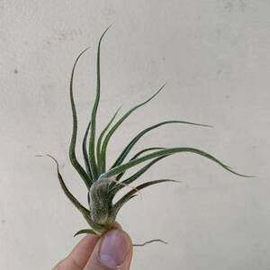 Tillandsia ehlersianati Ran jiae-rerusi дыра (chi Ran jia воздушный растения brome задний )