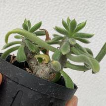 Tylecodon leucothrix 挿し木 チレコドン レウコスリクス 挿し木もよく太ります（多肉植物 観葉植物 塊根植物 コーデックス ）_画像4