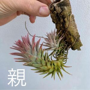 Tillandsia ionantha var.vanhyningii extremeティランジア バンハイニンギー エクストリーム（エアプランツ イオナンタ エアープランツ ）