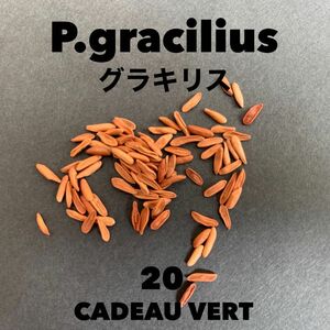 パキポディウム グラキリス 象牙宮 種子20粒プラスサービス1粒 塊根植物　コーデックス　ビザールプランツ