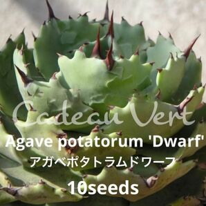 Potatorum 'Dwarf'☆アガベ ポタトラム ドワーフ種子10粒＋1粒☆