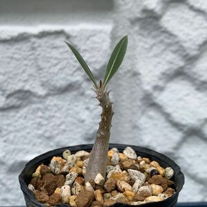 パキポディウム　ロスラーツム☆ Pachypodium rosulatum 実生