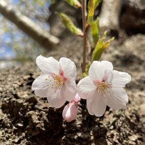 桜 ソメイヨシノ 挿し穂 20本 ■送料無料 ゆうパケット /sakura さくら 庭木 植木 染井吉野 挿し木 特急発送 antique 庭木の画像4