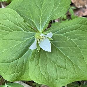 ★白花★ エンレイソウ 根付き 3株 送料無料天然 延齢草 ★ 山野草◇ユリ科 東北産 ゆうパケット 発送 白い妖精の画像2