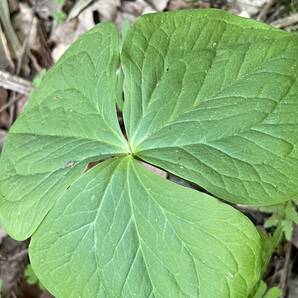 ★白花★ エンレイソウ 根付き 3株 送料無料天然 延齢草 ★ 山野草◇ユリ科 東北産 ゆうパケット 発送 白い妖精の画像4