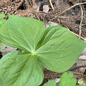 ★白花★ エンレイソウ 根付き 3株 送料無料天然 延齢草 ★ 山野草◇ユリ科 東北産 ゆうパケット 発送 白い妖精の画像8