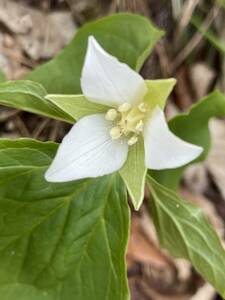 ★白花★ エンレイソウ 根付き 3株 送料無料天然 延齢草 ★ 山野草◇ユリ科　東北産 ゆうパケット 発送 白い妖精