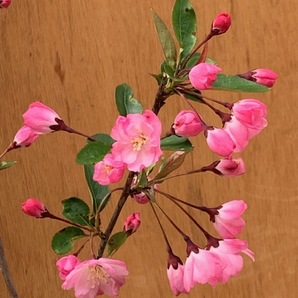 ハナカイドウ　花海棠　かわいいピンク花