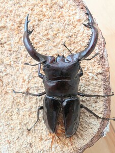 《後食済》♂♀♀♀　フォルスターキヨタミミャンマー　サガイン産