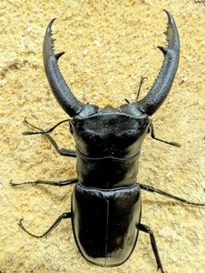 《後食済》マンディブラリスフタマタクワガタ　ペア　　インドネシア　スマトラ島　ジャンビ産