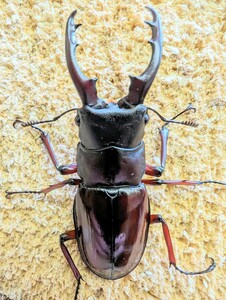 《後食済》ボーリンフタマタ　バミノルム　♂単②