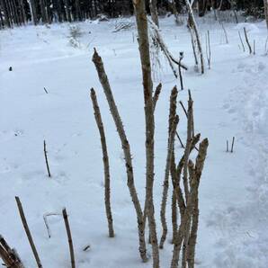 タラの芽 タラの木 トゲあり 水耕栽培 宅急便コンパクトにいっぱいの画像2