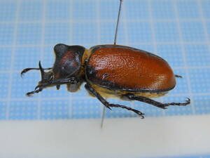 ☆アルゼンチン産ペラゴンタテヅノカブトGolofa pelagon 34mm