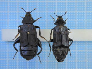 ☆豪州産シデムシペアDiahamus osculais 39-40mm(お尻まで)