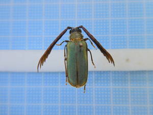 ☆豪州産クシヒゲカミキリRhipidocerus australasiae20mm