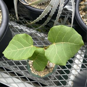 フィカス アブチリフォリア Ficus abutilifoliaの画像4