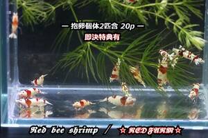 【RED FARM】特選 ★ Red bee shrimp：20P（抱卵個体2匹含）★ 即決特典有 ★No,2