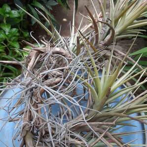 Tillandsia aeranthos の花付きクランプ株（オマケあり） エアープランツ ティランジア 熱帯植物 着生植物 ブロメリア の画像5