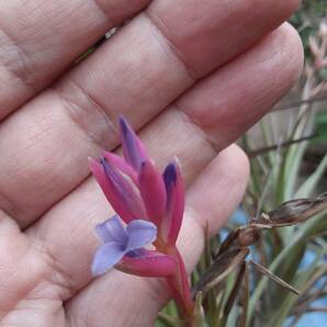 Tillandsia aeranthos の花付きクランプ株（オマケあり） エアープランツ ティランジア 熱帯植物 着生植物 ブロメリア の画像2