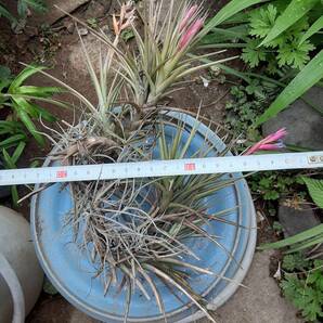 Tillandsia aeranthos の花付きクランプ株（オマケあり） エアープランツ ティランジア 熱帯植物 着生植物 ブロメリア の画像6