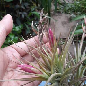 Tillandsia aeranthos の花付きクランプ株（オマケあり） エアープランツ ティランジア 熱帯植物 着生植物 ブロメリア の画像3