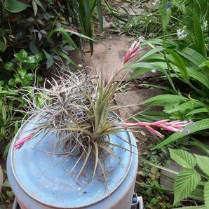 Tillandsia aeranthos の花付きクランプ株とそのほか２種セット エアープランツ ティランジア 熱帯植物 着生植物 ブロメリアの画像2