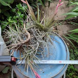 Tillandsia aeranthos の花付きクランプ株とそのほか２種セット エアープランツ ティランジア 熱帯植物 着生植物 ブロメリアの画像7