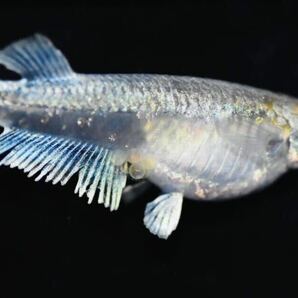 【佐鳴湖メダカ】エメキン 大きめ稚魚 1.5センチ前後 5匹の画像4