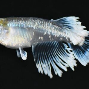 【佐鳴湖メダカ】エメキン 大きめ稚魚 1.5センチ前後 5匹の画像2