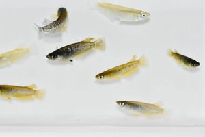 【佐鳴湖メダカ】現物出品　コブラキッシングワイドフィン　若魚　オス6メス2 O