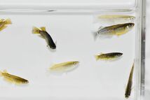 【佐鳴湖メダカ】現物出品　コブラキッシングワイドフィン　若魚　オス6メス2 O_画像10