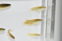 【佐鳴湖メダカ】現物出品　コブラキッシングワイドフィン　若魚　オス3メス4 A_画像6