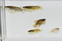 【佐鳴湖メダカ】現物出品　コブラキッシングワイドフィン　若魚　オス3メス4 A_画像1