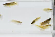 【佐鳴湖メダカ】現物出品　コブラキッシングワイドフィン　若魚　オス3メス4 A_画像4