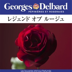 送料無料　レジェンド オブ ルージュ　新苗4号鉢　　鉢植え バラ 薔薇 デルバール フレンチローズ