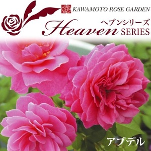 送料無料　アブデル　新苗4号鉢　　鉢植え バラ 薔薇 河本バラ園 ローズ ヘブンシリーズ