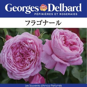 送料無料　フラゴナール　新苗4号鉢　　鉢植え バラ 薔薇 デルバール フレンチローズ